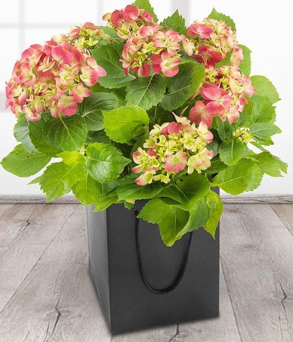 Hydrangea Plant*